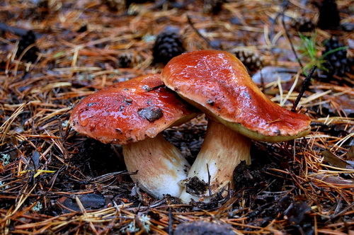 В заповеднике нашли уникальные грибы