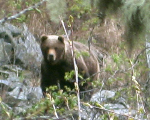 Инспекторы Катунского заповедника сфотографировали медведя