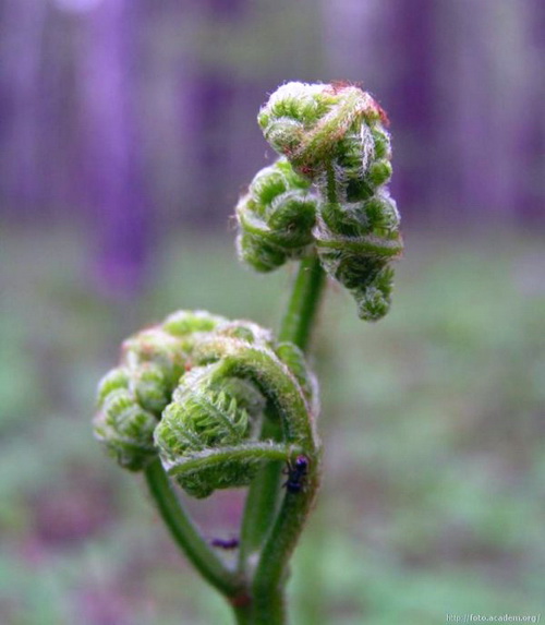 Сбору подлежат крючкообразные изогнутые вверху побеги папоротника