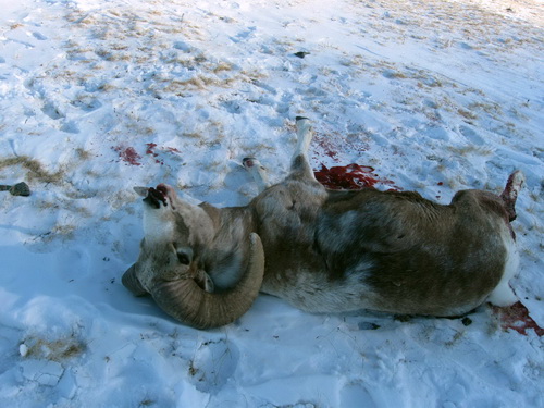 Один из трех застреленных баранов