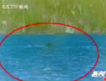 В озере Канас туристы опять увидели «дракона» (видео)