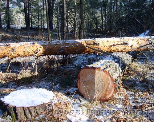 Местные жители давно обращали внимание властей, что под видом санитарной вырубки в окрестностях Аската заготавливают деловую древесину (фото 2007 года)