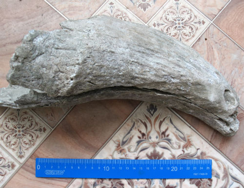 В майминском карьере обнаружили рог древнего буйвола