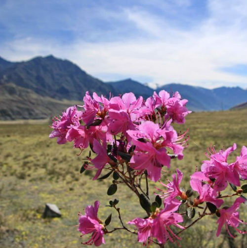 В горах Алтая расцвел маральник. Фотография Любови Ивашкиной