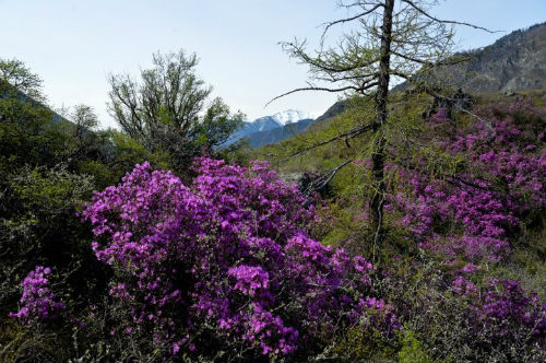 В горах Алтая расцвел маральник. Фотография Александра Тырышкина