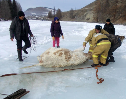 В Улагане пожарные спасли коров, провалившихся под лед