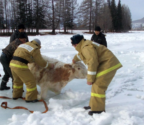 В Улагане пожарные спасли коров, провалившихся под лед