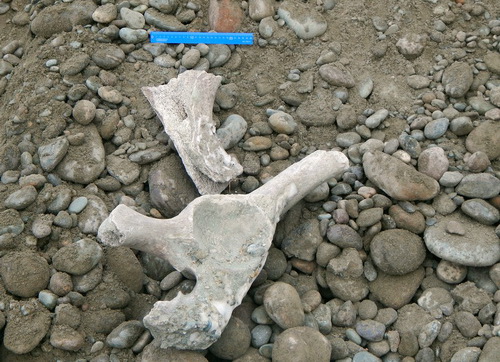 В Майминском районе обнаружены кости доисторического животного