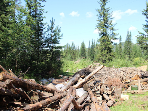 Экологов возмутила «хищническая вырубка» леса в Турочакском районе