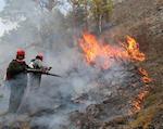 Действующих лесных пожаров в Республике Алтай нет
