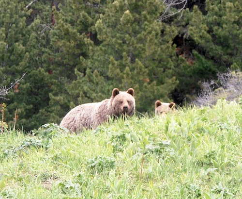 Медведи в Катунском заповеднике. Фото: отдел экологического просвещения заповедника