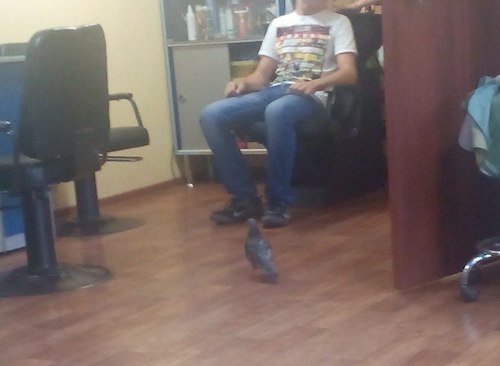 Как голубь на укладку ходил