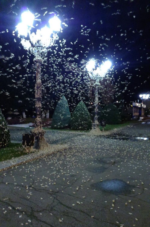 Ночные бабочки у мэрии города. Фото: Подслушано Горно-Алтайск (vk.com) 
