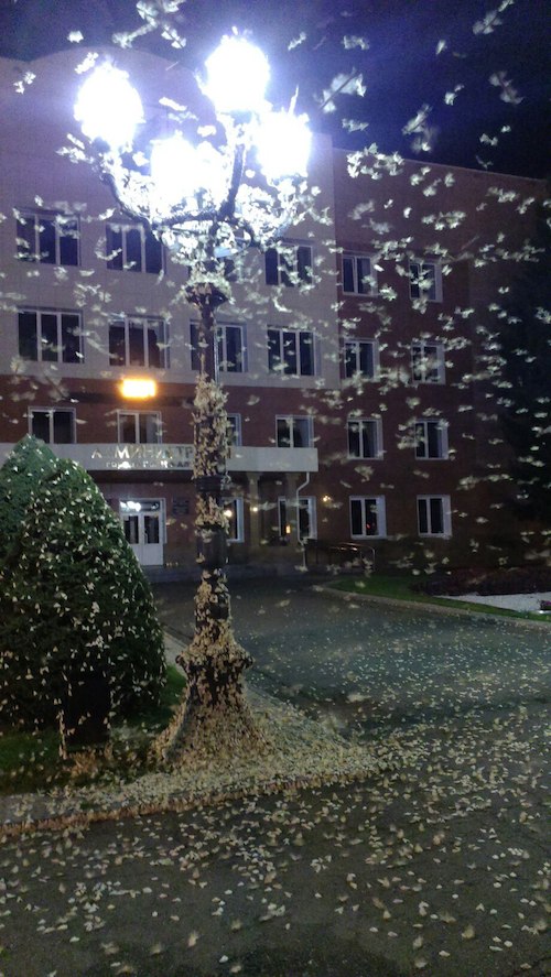 Ночные бабочки у мэрии города. Фото: Подслушано Горно-Алтайск (vk.com)