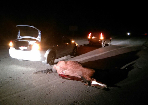 Лошадь спровоцировала автоаварию около Маймы