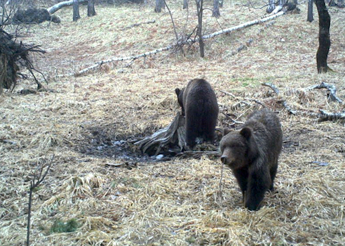 Фотофакт: В Алтайском заповеднике проснулись медведи