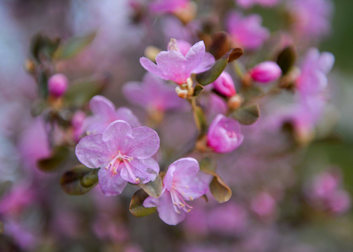 На Алтае зацвел маральник