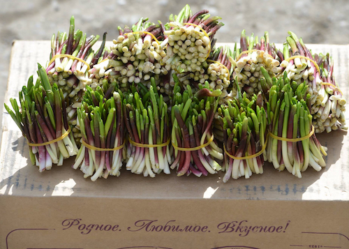 Фотофакт: В Горно-Алтайске начали продавать черемшу