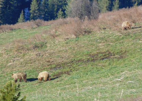 В Катунском заповеднике пересчитали медведей