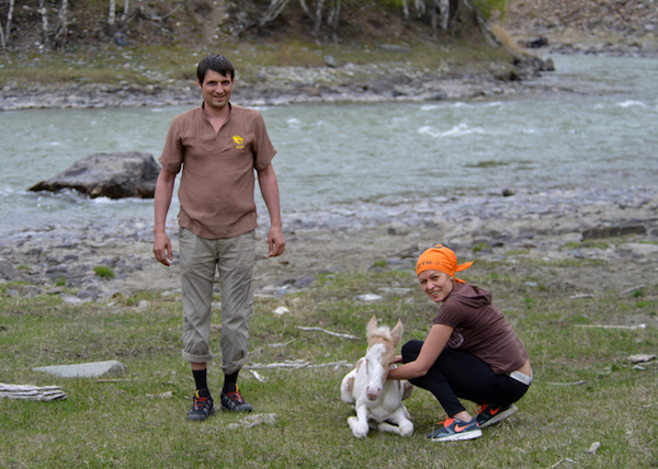 Туристы спасли жеребенка, тонувшего в Чуе