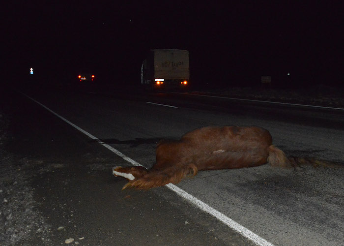 Фотофакт: Выбежавшая на дорогу лошадь стала причиной ДТП на Семинском перевале