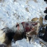 На Алтае задержали браконьеров, застреливших архара