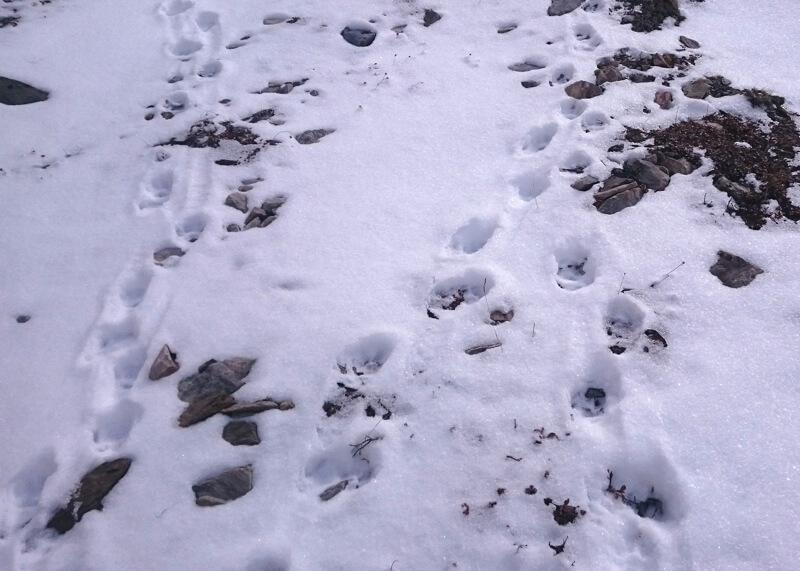  В горах Алтая ученые обнаружили семь новых барсов - фото 4