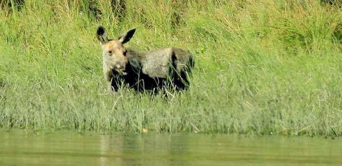В Алтайском заповеднике впервые за 15 лет заметили лося
