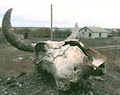 Глава Нижней Талды незаконно отремонтировал скотомогильник