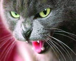 Кошка напала на жительницу Горно-Алтайска
