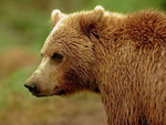 В Алтайском заповеднике туристам запретили кормить медведей человеческим мясом