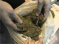 За неделю в Горном Алтае изъято четыре крупных партии марихуаны