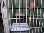 В Кош-Агаче в суд направлено дело о побеге заключенного