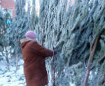 В Турочакском районе незаконно вырубили 240 пихт