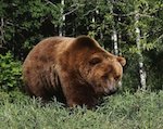 Охота на бурого медведя открыта в Республике Алтай