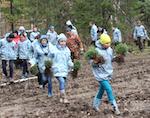 В Турочакском районе высадили 6,2 тыс. кедров