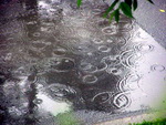 В ближайшие дни ожидаются дожди и грозы