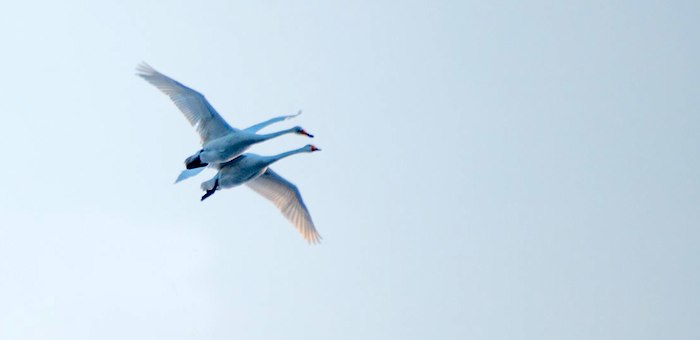 Гололед и лебеди: соцсети по-горноалтайски