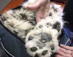 Браконьеры из Республики Алтай пытались сбыть в Барнауле шкуру снежного барса