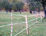 Электроизгороди будут отпугивать медведей от кордонов