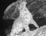 Снежный барс вновь попался в фотоловушку в «Ак Чолушпе»
