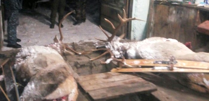 Эколог-браконьер с приятелем застрелил двух маралов в Усть-Коксинском районе (фото)