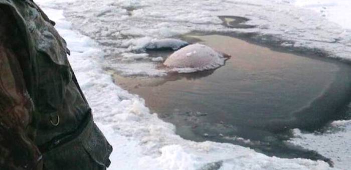 На Аргуте под лед провалился трактор, тракторист погиб