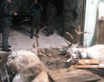 Эколог-браконьер с приятелем застрелил двух маралов в Усть-Коксинском районе (фото)