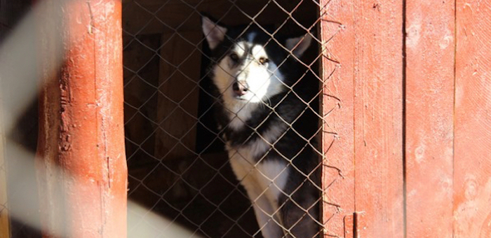 В Горно-Алтайске заработал питомник для содержания бездомных собак (фото)