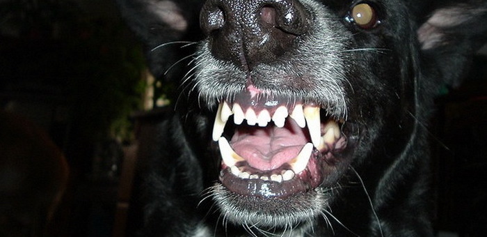 В Горно-Алтайске выявлен случай бешенства у собаки