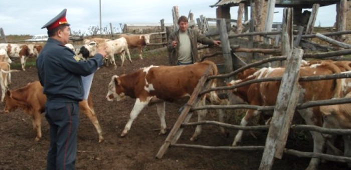 Полицейские и казаки будут проводить рейды по предотвращению краж скота
