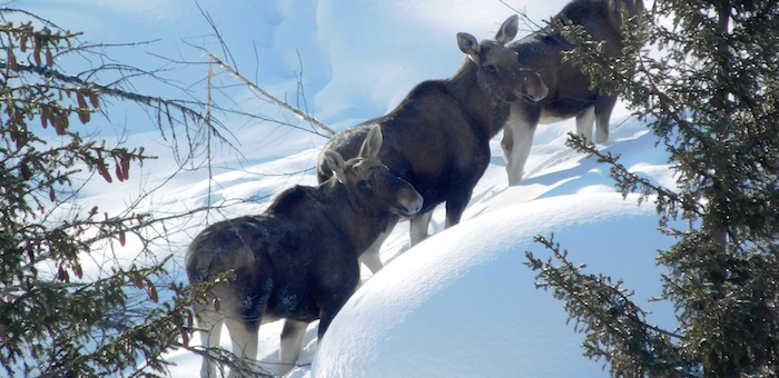 В Катунском заповеднике удалось снять уникальные кадры с лосями (видео)