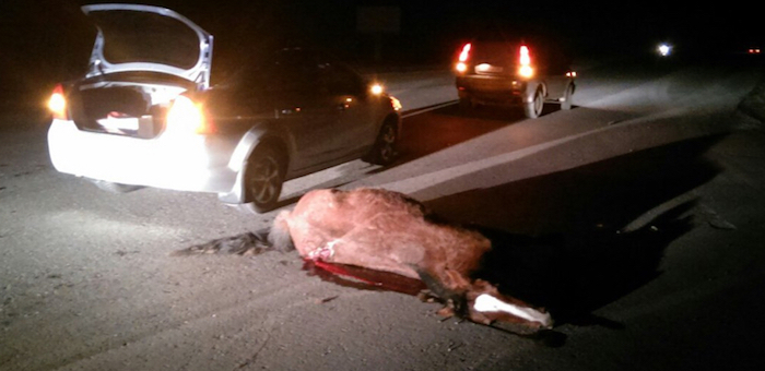 Фотофакт: Лошадь спровоцировала ДТП около Маймы