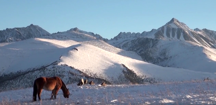 Вышел в свет фильм «В заповедном Аргуте» (видео)